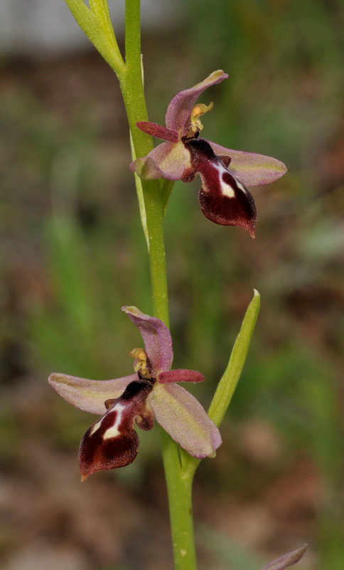 Ophrys cilicica. Closer.