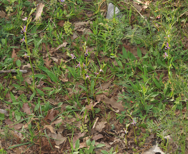 Ophrys reinholdii subsp. straussii group.