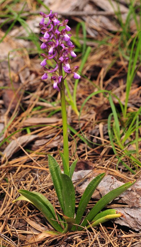 Anacamptis morio subsp. syriaca