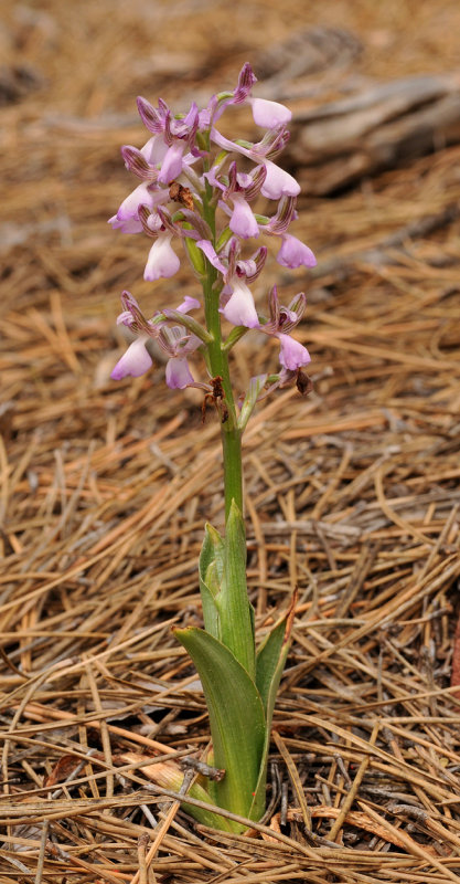 Anacamptis morio subsp. syriaca