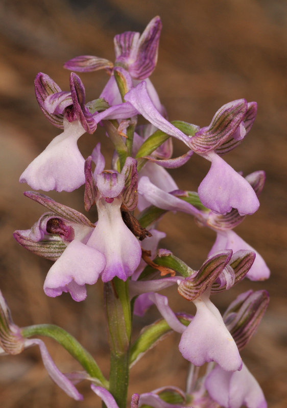 Anacamptis morio subsp. syriaca. Close-up.