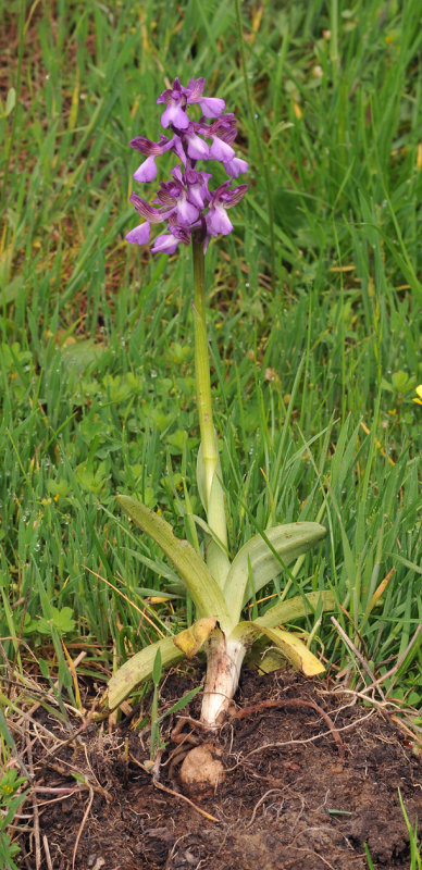 Anacamptis morio subsp. syriaca dug out for salep.