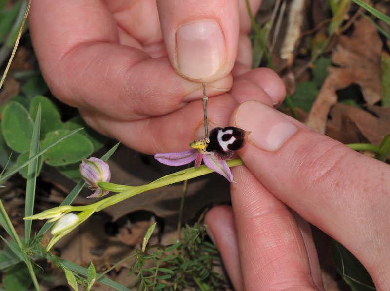 Pollinating Ophrys reinholdii subsp. strausii. Close-up.