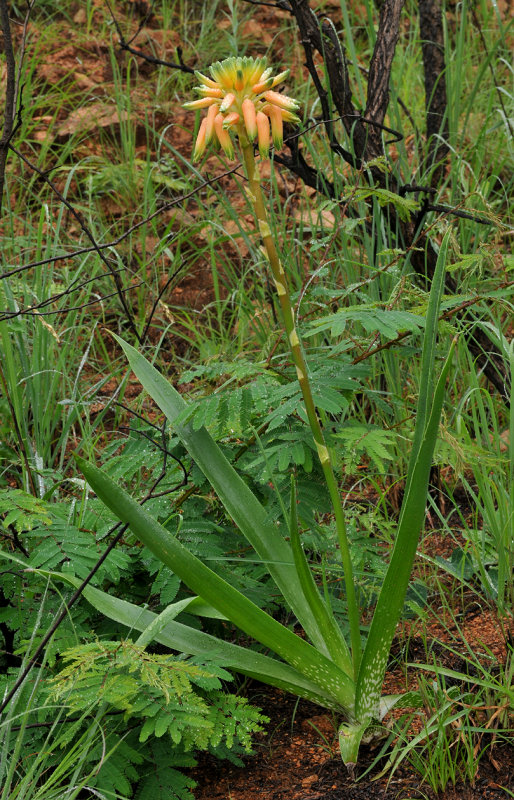 Aloe ecklonis