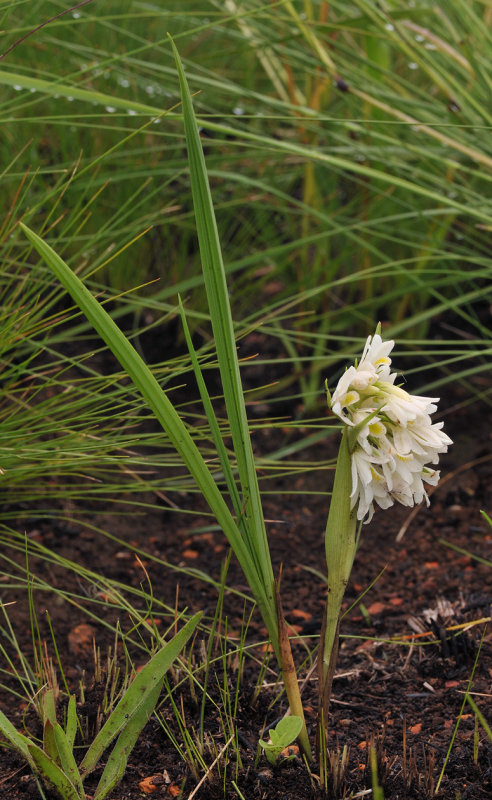 Eulophia leontoglossa