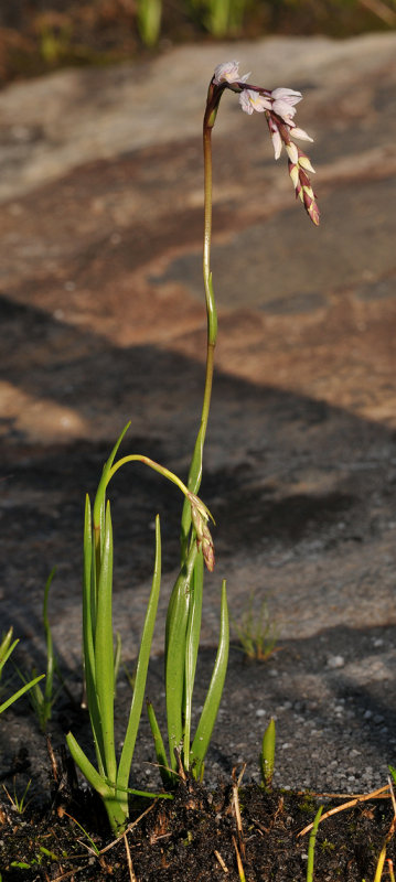 Schizochilus crenulatus
