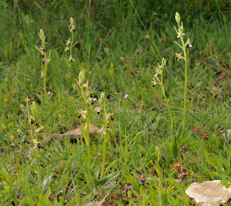 Ophrys hygrophila in habitat.