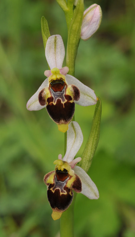 Ophrys hygrophila. Closer.