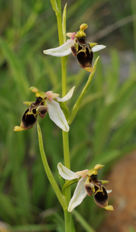 Ophrys hygrophila. Closer.