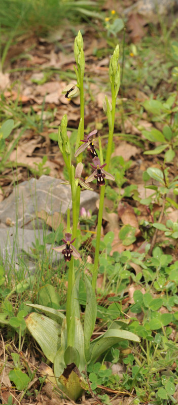 Ophrys cilicica