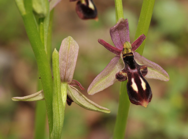 Ophrys cilicica. Closer.