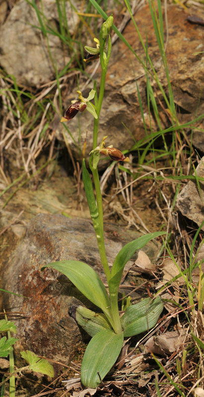 Ophrys isaura