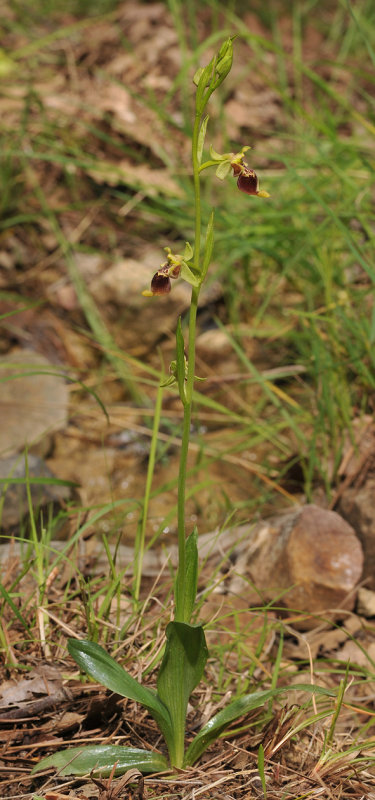 Ophrys isaura