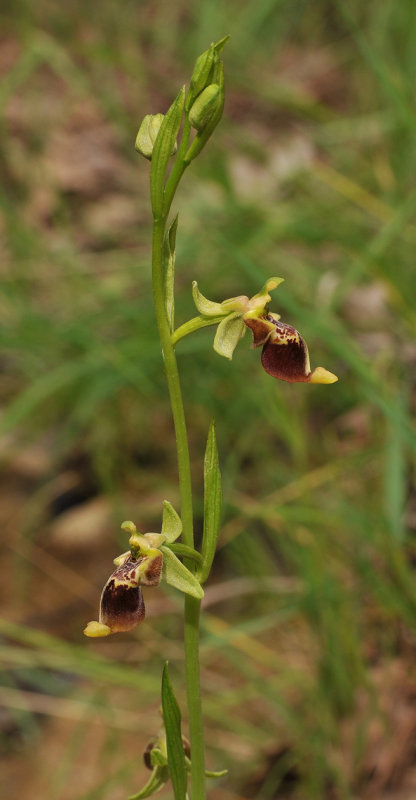 Ophrys isaura. Closer.