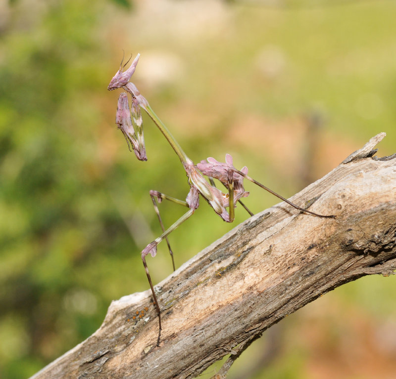 Empusa fasciata. Semi-adult.