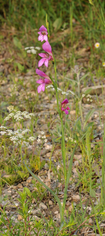 Gladiolus sp.