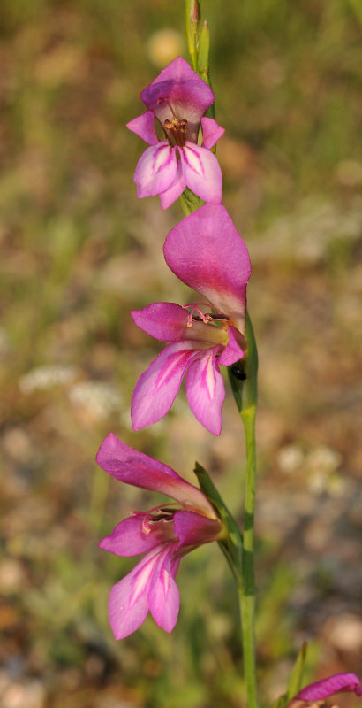 Gladiolus sp Close-up.