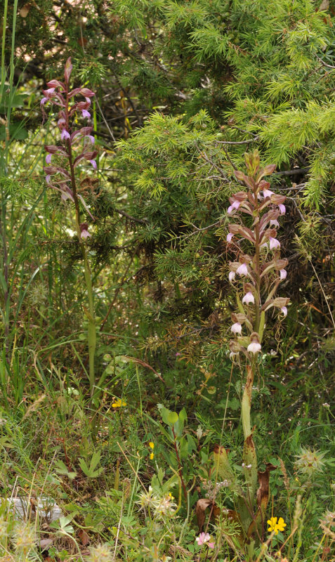 Himantoglossum comperianum. Across the street of the Hotel.