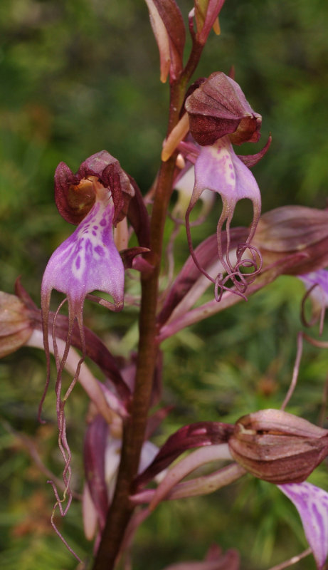 Himantoglossum comperianum. Across the street of the Hotel. Close-up.