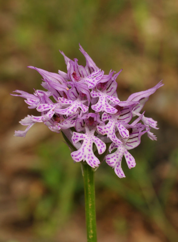 Neotiena tridentata