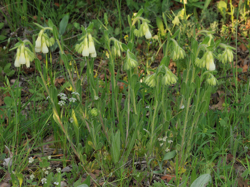 Onosma sp.