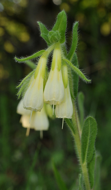 Onosma sp. Close-up.