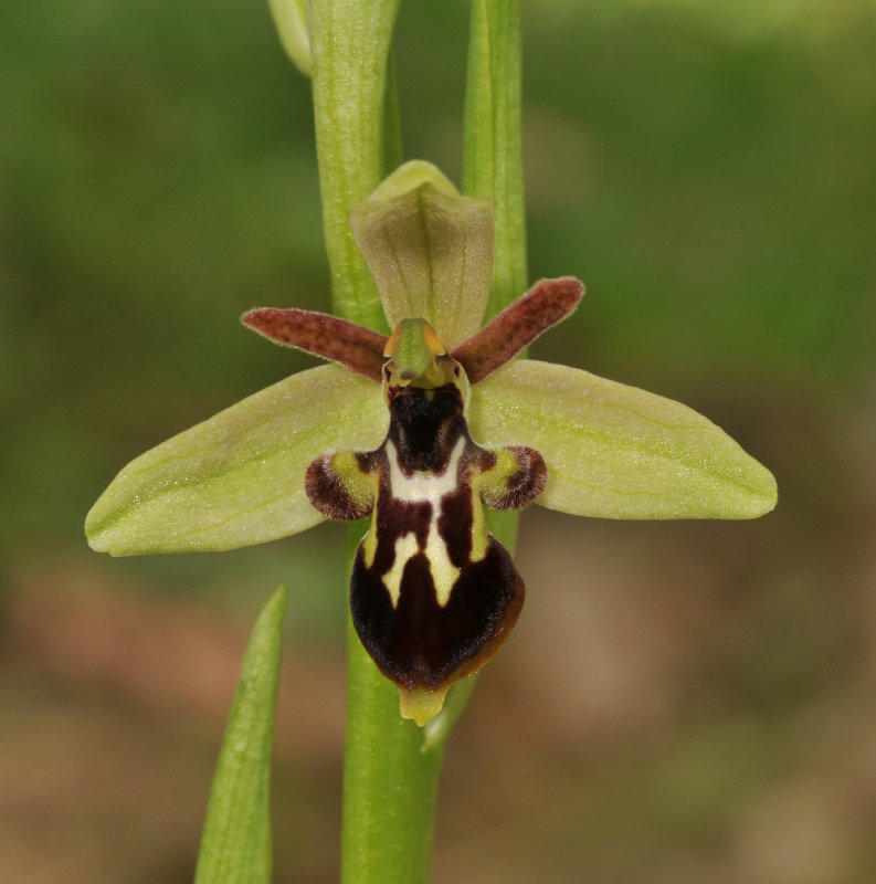 Ophrys cilicica x strausiii. Close-up.