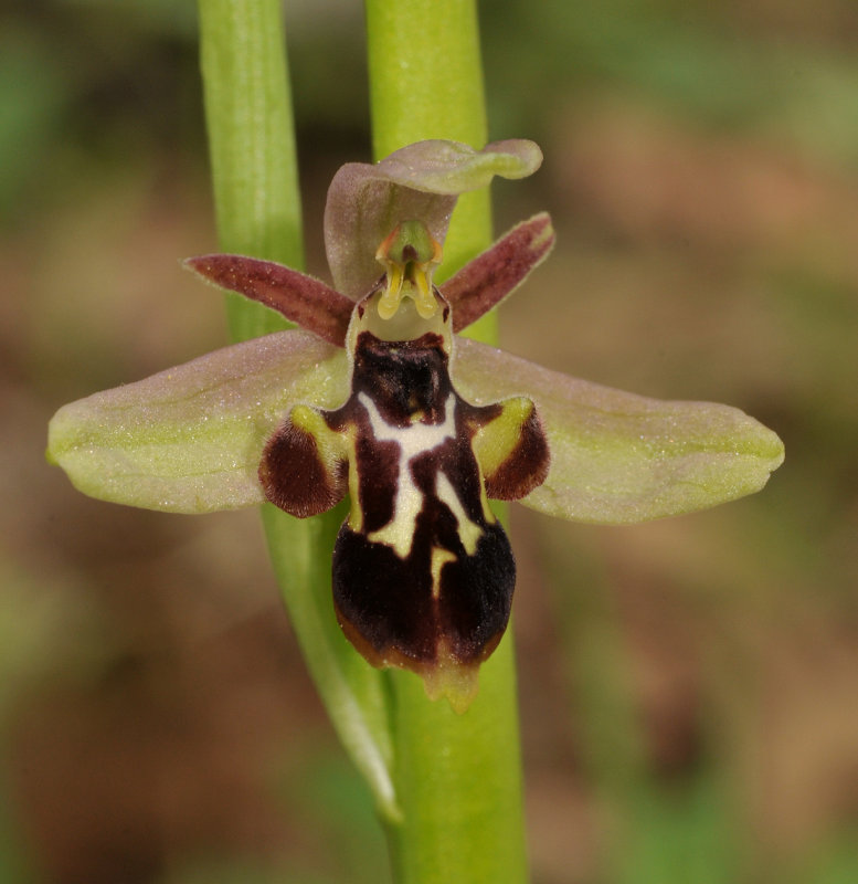 Ophrys cilicica x strausiii. Close-up.