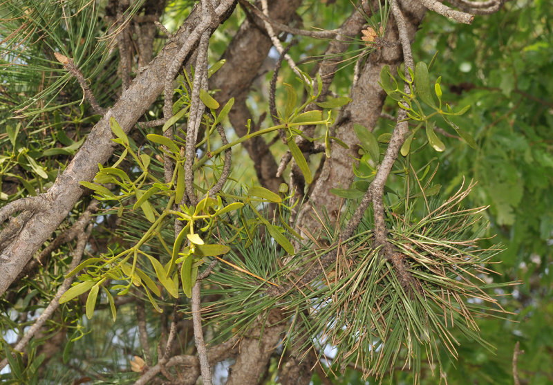 Viscum album subsp. austriacum