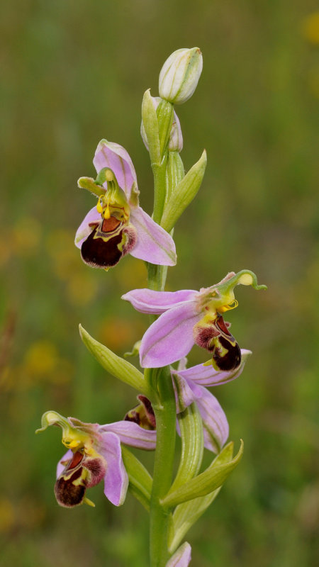 Ophrys apifera. Closer.