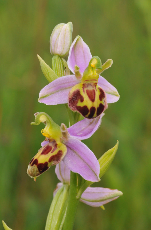 Ophrys apifera f. belgarum