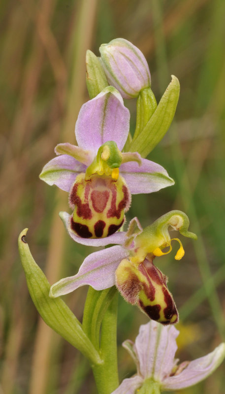 Ophrys apifera f. belgarum. Closer.