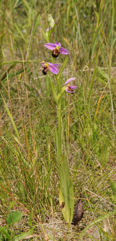 Ophrys apifera