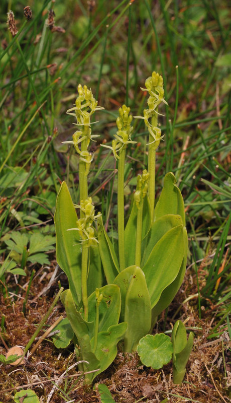 Liparis loeselii