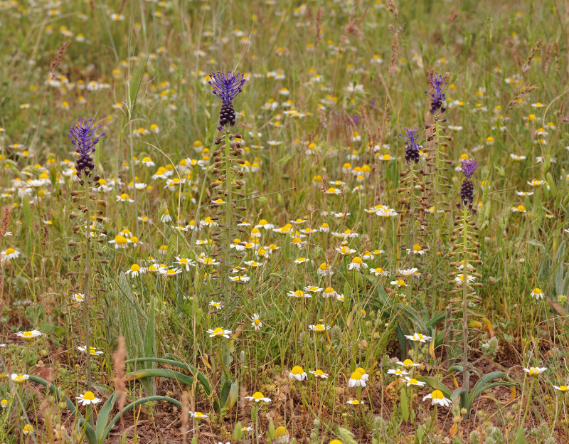 Leopoldia comosa