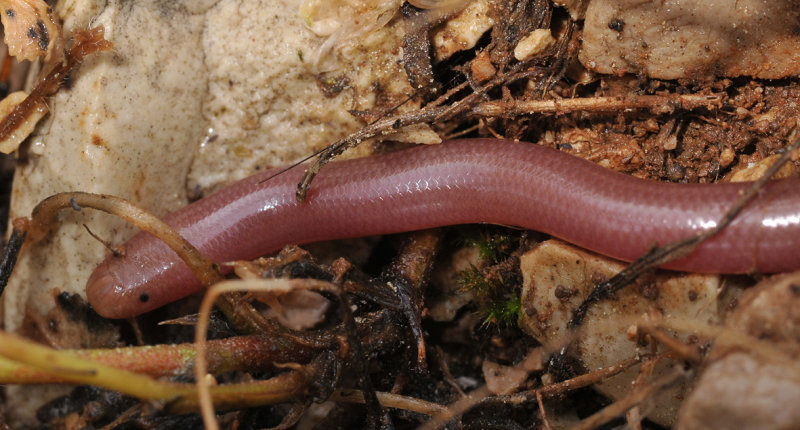 Blindsnake