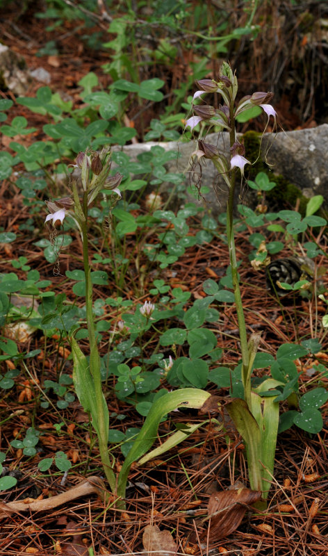 Himantoglossum comperianum. Two small plants.