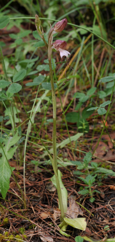 Himantoglossum comperianum. Small plant.