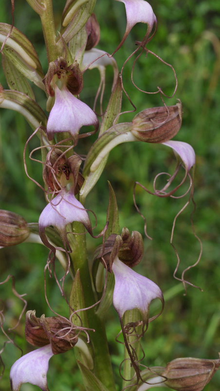 Himantoglossum comperianum. Closer.