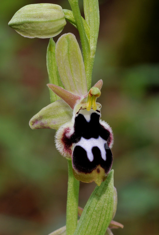 Ophrys reinholdii subsp. straussii (leucotaenia type). Close-up.