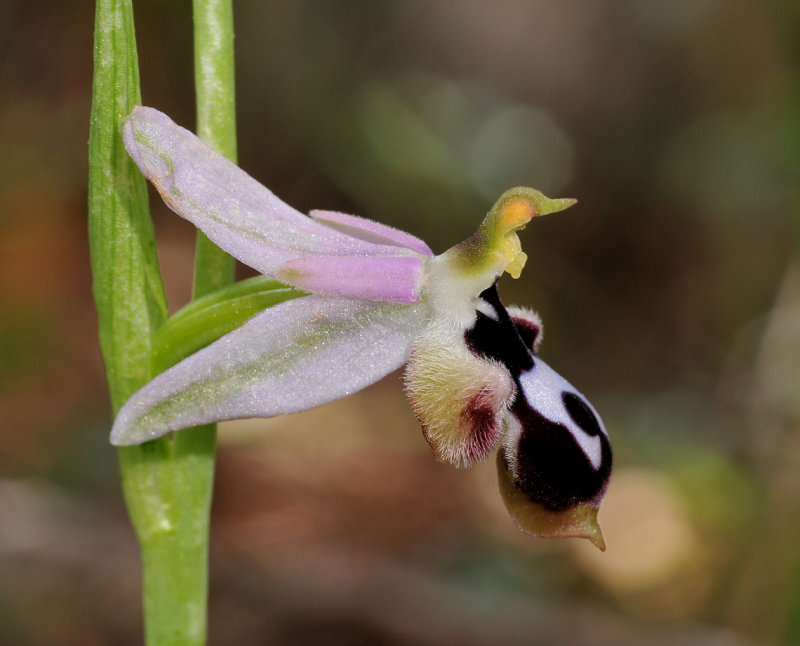 Ophrys reinholdii subsp. strausii. Close-up side.