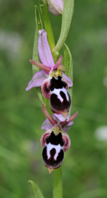 Ophrys reinholdii subsp. strausii. Closer.