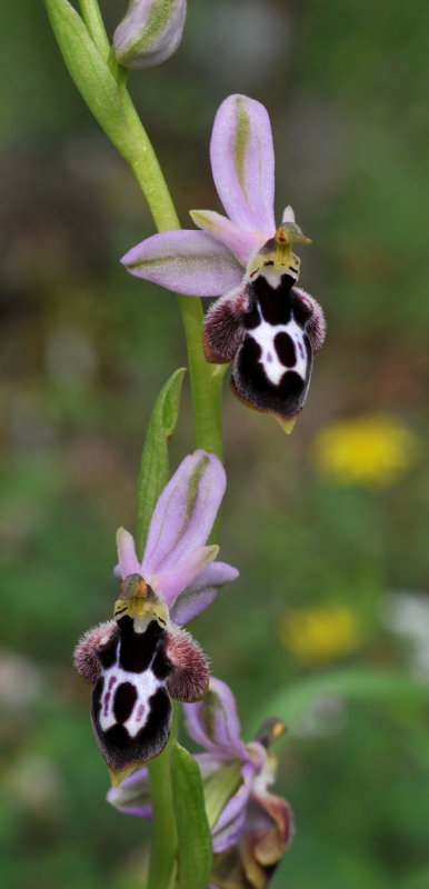 Ophrys reinholdii subsp. strausii. Closer.