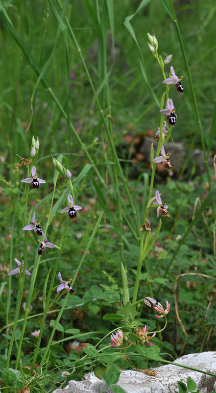 Ophrys reinholdii subsp. strausii. Closer.