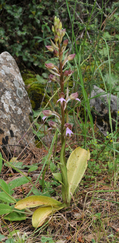 Himantoglossum comperianum