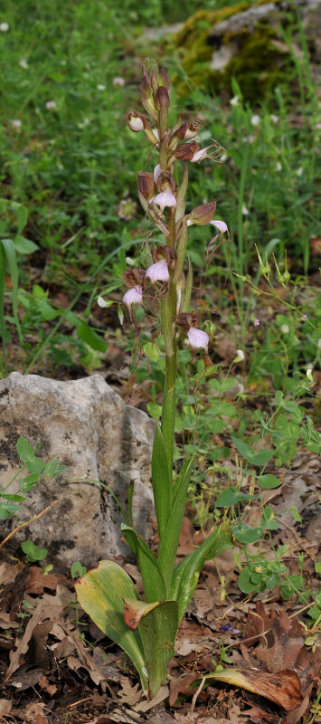 Himantoglossum comperianum