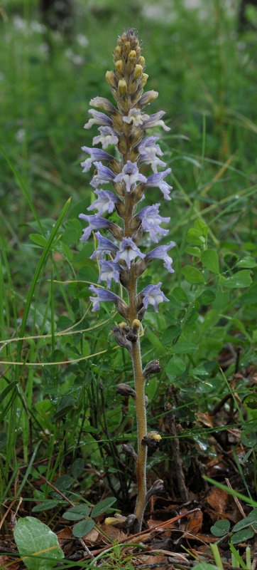 Orobanche sp.