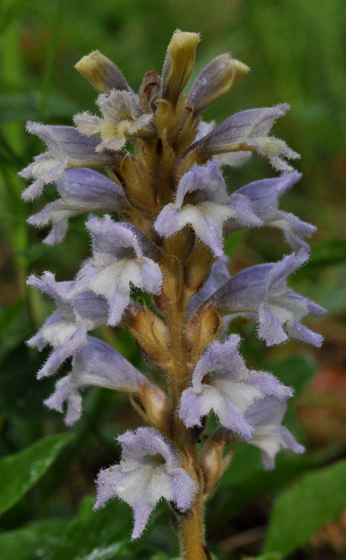 Orobanche sp. Closer.