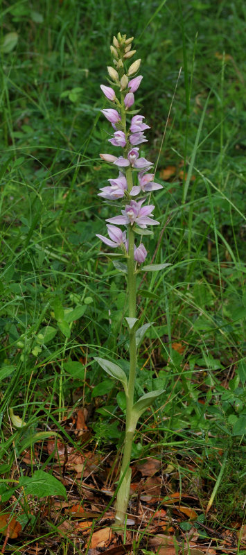 Cephalanthera kurdica