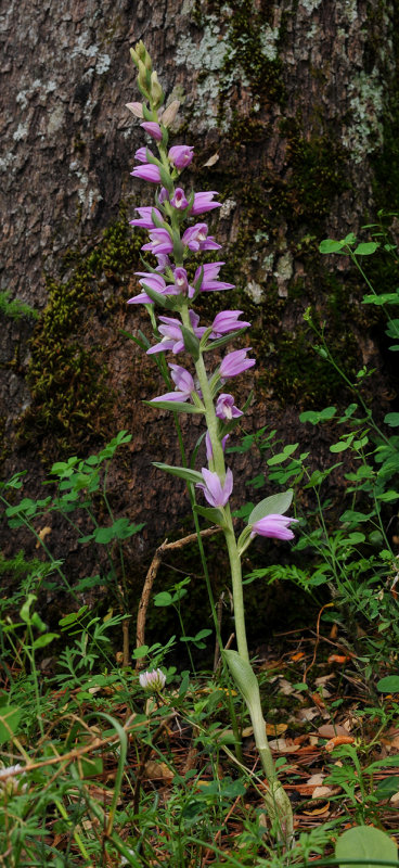 Cephalanthera kurdica